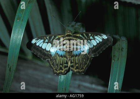 Parthenos sylvia Clipper Butterfly Stock Photo