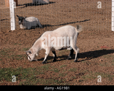 Pygmy goats Stock Photo