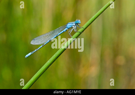 A Common blue damselfly (damsel fly) anallagma cyathigerum resting on a reed. Stock Photo