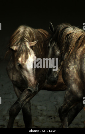 Two fighting lippizzan horses from hungarian stud Stock Photo