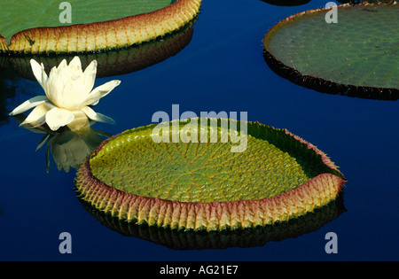 Giant water lily flower and leaf Stock Photo