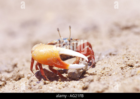 Male fiddler crab Egypt Stock Photo