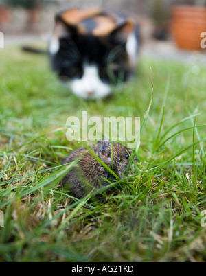 Stalking cat in the garden Stock Photo - Alamy
