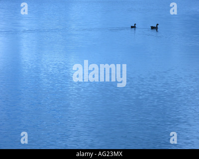 Two ducks swimming alone on a calm still pond Stock Photo