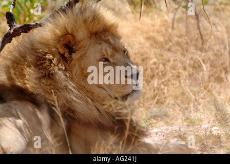 An African lion lies resting in the shade during the searing midday heat Stock Photo