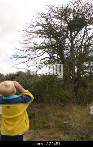 7 year old boy looking at birds nest in tree with binoculars Stock Photo