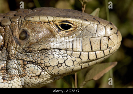 zoology / animals / animals, reptile, Teiidae, Paraguay Caiman Lizard (Dracaena paraguayensis), detail: head, Pantanal, Brazil, South America, distribution: South America, Additional-Rights-Clearance-Info-Not-Available Stock Photo