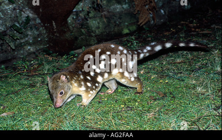 Tiger quoll, Dasyurus maculatus,  is a carnivorous marsupial, native to Australia Stock Photo