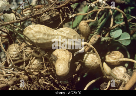 Peanuts with roots Stock Photo