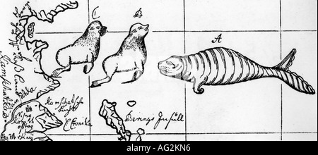 zoology/animal, sea cows, Steller's Sea Cow (Hydrodamalis gigas), drawing (A) by Waxel, 'Beschreibung von dem Lande Kamschatka', by Georg Wilhelm Steller, 1774, aside seal (B) and sea lion (C), Stellers, Stöller, Stoeller, Stoller, Great Nordic Expedition 1733 - 1743, description of Kamchatka, 18th century, Russia, Asia, Pacific, , Stock Photo