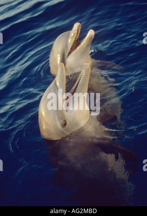Bottlenose Dolphins, bottlenose dolphins, animals, mammals, mammals ...