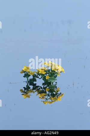 Kingcups Caltha palustris Stock Photo