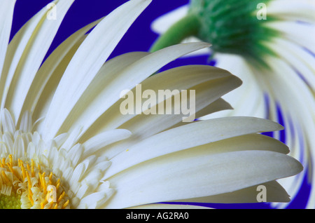 White Gerberas close up Stock Photo