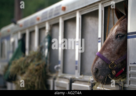 Horse in mobile stable Stock Photo