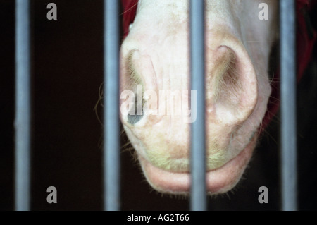 Horse mouth and nostrils in stable enclosure Stock Photo
