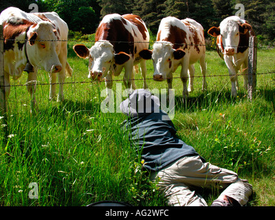 MR curious cows looking staring a man lying in grass Stock Photo