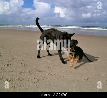 MR PR big black dog playing with a whelp on a beach Stock Photo