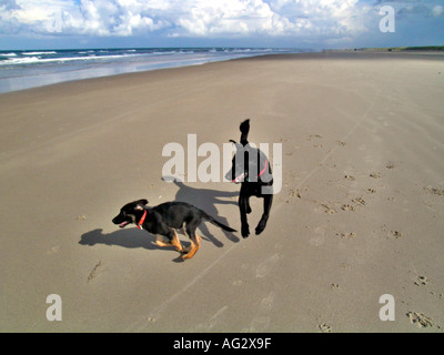 MR PR big black dog playing with a whelp on a beach Stock Photo