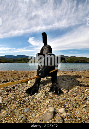 MR PR black dog playing at water with a stick Stock Photo