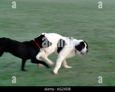 MR PR shalf breed Labrador and Landseer playing on gras Stock Photo