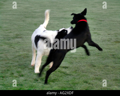 MR PR half breed Labrador and Landseer playing on grass Stock Photo