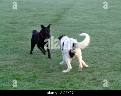 MR PR half breed Labrador and Landseer playing on grass Stock Photo