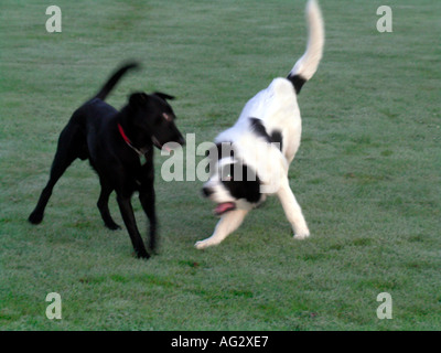 MR PR half breed Labrador and Landseer playing on grass Stock Photo