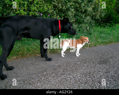MR PR big black dog meets a little brown white dog Stock Photo