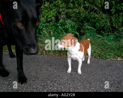 MR PR big black dog meets a little brown white dog Stock Photo