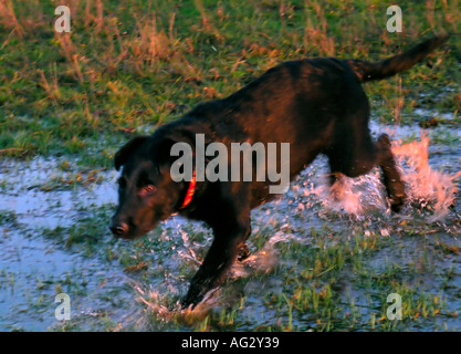 MR PR black half breed Labrador running through wet meadow Stock Photo