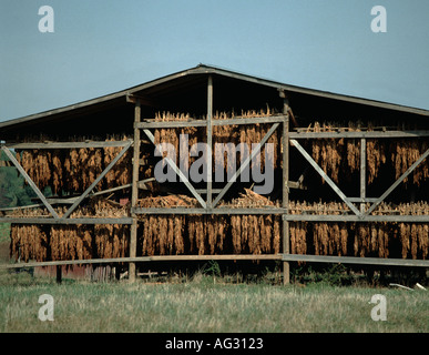 hanging tobacco in a barn inside drying | View of fresh cut tobac It's time! My favorite aroma