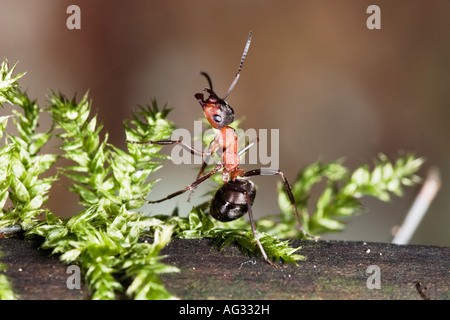 Red Ant (Formica rufa) on mossy branch Stock Photo