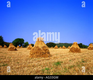 Field full of hay stacks with rolling green hills and trees in the backround on a clear sunny day Stock Photo