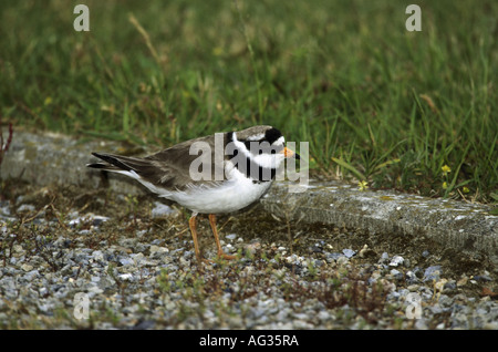 zoology / animals, avian / bird, Charadriidae, Ringed Plover (Charadrius hiaticula), North Sea, distribution: Europe, Additional-Rights-Clearance-Info-Not-Available Stock Photo