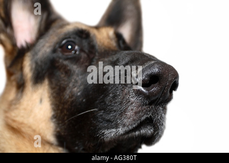 closeup of a German Shepherd dog's nose Stock Photo