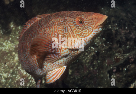 Ballan Wrasse. UK underwater marine life. St Abbs. Scotland. UK diving. Stock Photo