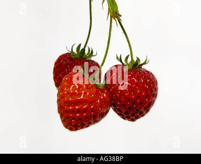 Three strawberries with stalks attached shot against a white background Stock Photo