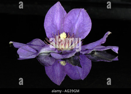 A single flower from Clematis 'The President' reflected in water