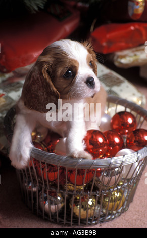 An eight week old Blenheim Cavalier King Charles Spaniel enjoying Christmas London England Stock Photo