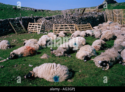 Foot and Mouth Disease. Sheep are culled in Yorkshire during the 2001 outbreak of the disease in England. Stock Photo