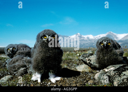 Snowy Owl Nyctea scandia sitting on the ground harfang des neiges Stock Photo