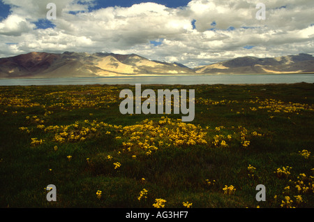 Yellow Louse Wort on the marshy shore of super saline Lake Tso Kar 4268 m Ladakh northern India Stock Photo