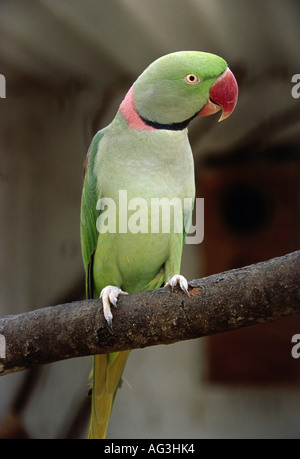 zoology / animals, avian / bird, parrots, rose-ringed or ring-necked parakeet, (Psittacula krameri), male bird sitting on a branch, birds park near Harare, Simbabwe, Africa, Additional-Rights-Clearance-Info-Not-Available Stock Photo