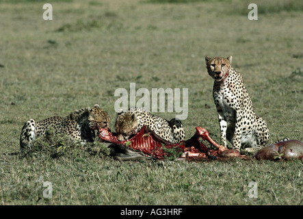 zoology / animals, mammal / mammalian, cheetah, (Acinonyx jubatus), cheetahs (female with pup) eating, captured wildebeest, Masai Mara National Park, Kenya, distribution: Africa, Additional-Rights-Clearance-Info-Not-Available Stock Photo