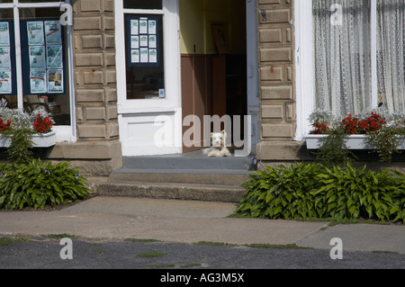 Small poodle dog in doorway in Thousand Island Park on Wellesley Island in the Thousand Islands of New York Stock Photo
