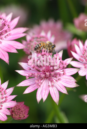 Astrantia major Roma with honey bee visiting Wisley Royal Horticultural Gardens Surrey England Stock Photo