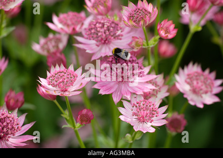 Astrantia major Roma with bumble bee visiting Wisley Royal Horticultural Gardens Surrey England Stock Photo