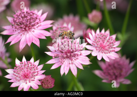 Astrantia major Roma with honey bee visiting Wisley Royal Horticultural Gardens Surrey England Stock Photo