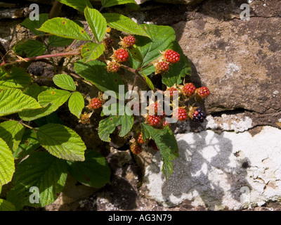 Ripening blackberries August  Scotland Bramble Rubus fruticosus Stock Photo
