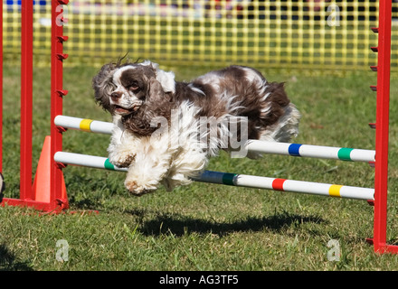 American Cocker Spaniel Jumping Obstacle On Agility Course Corydon Indiana Stock Photo